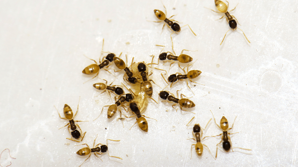 Ant Extermination Cleveland, Ohio