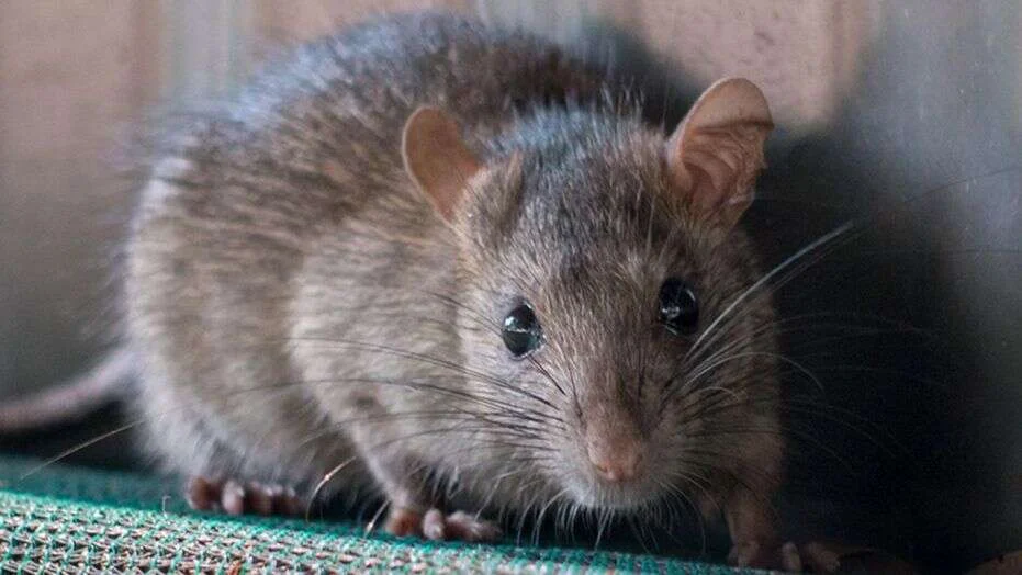 Rodents Removal Services