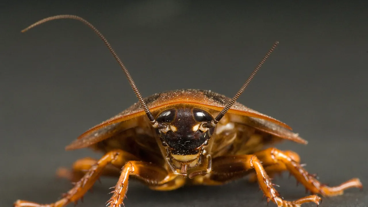 Cockroach Extermination