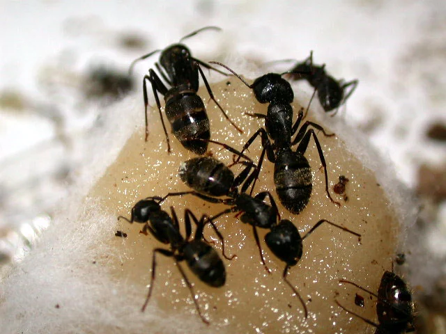 Ant Extermination