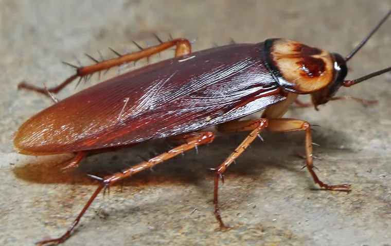 Cockroach Extermination