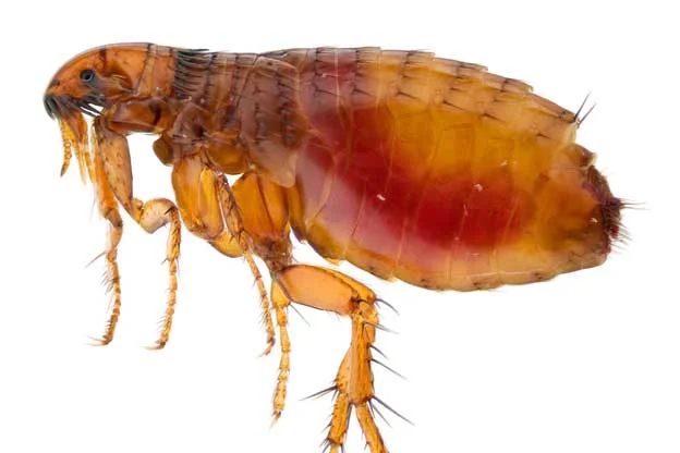 Flea Extermination