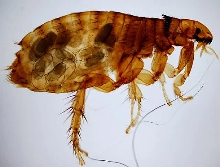 Flea Extermination