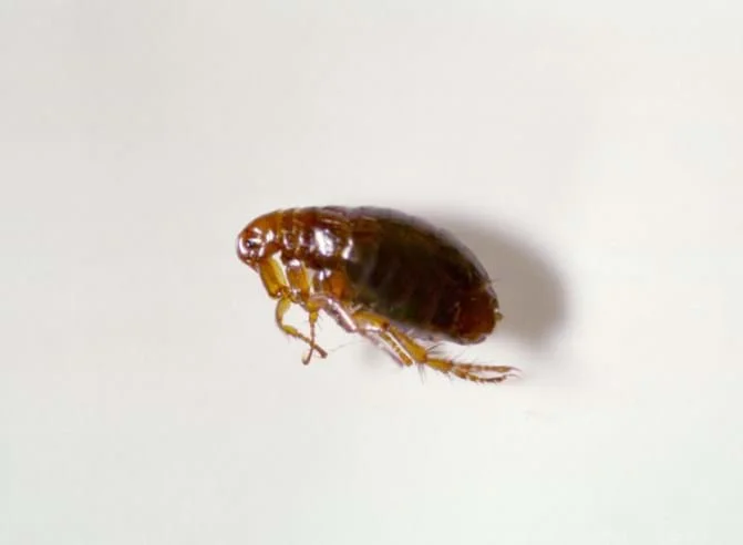 Kreshco Pest Control | Lorain County | Pest Exterminator