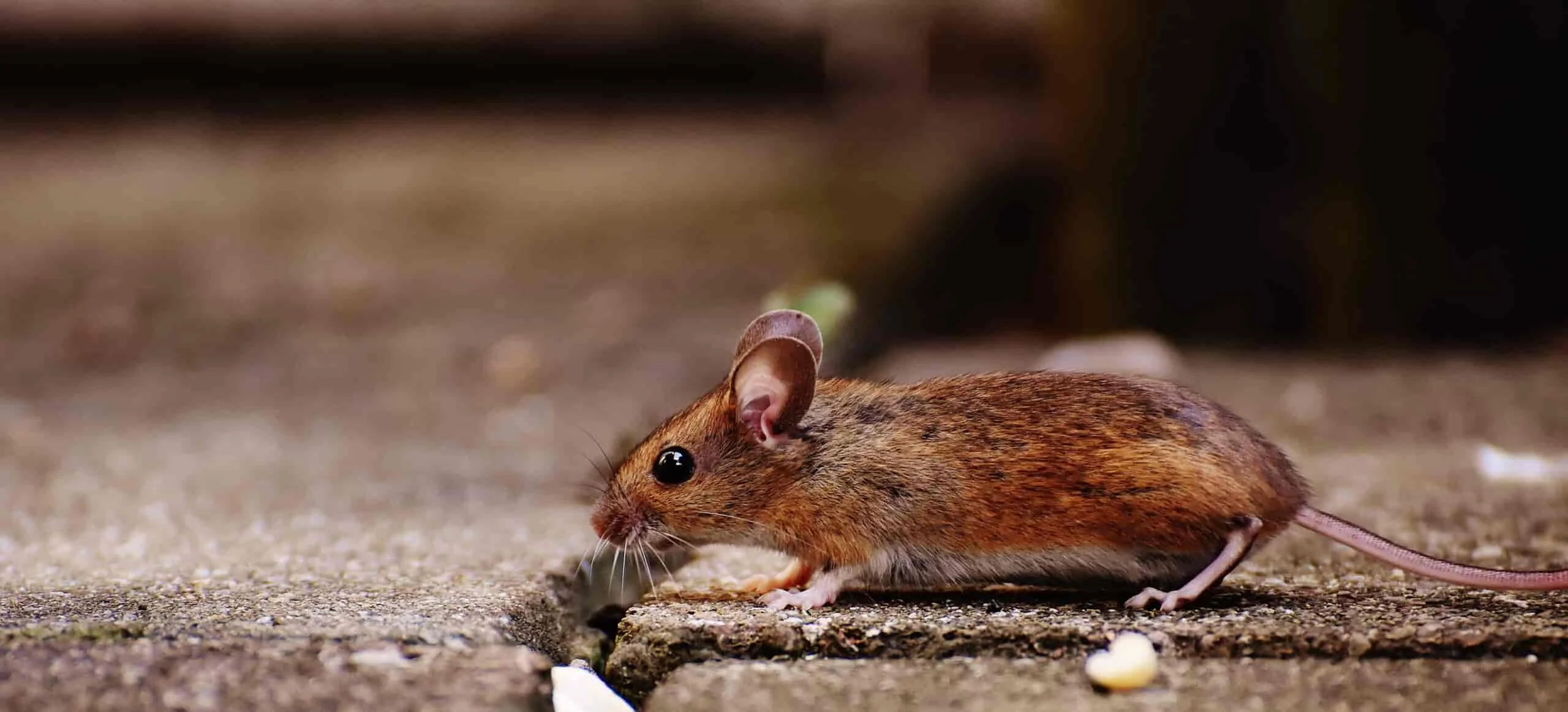 Rodent Removal