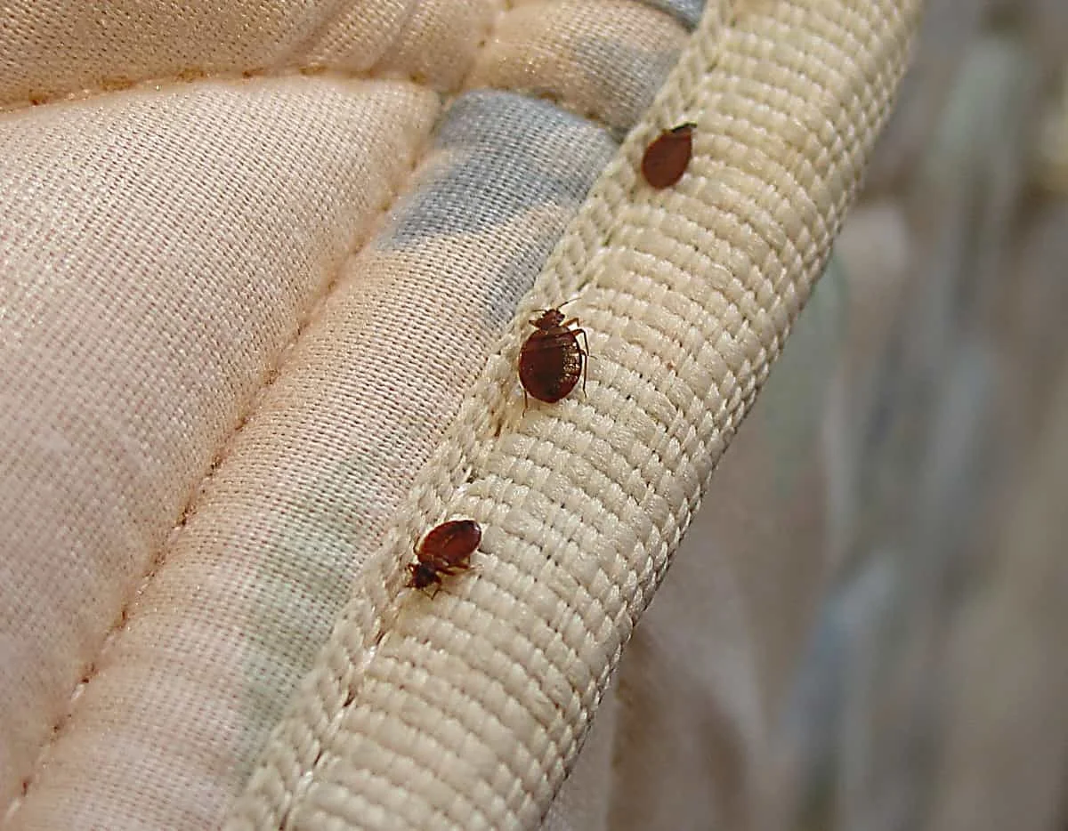 Bed Bug Extermination