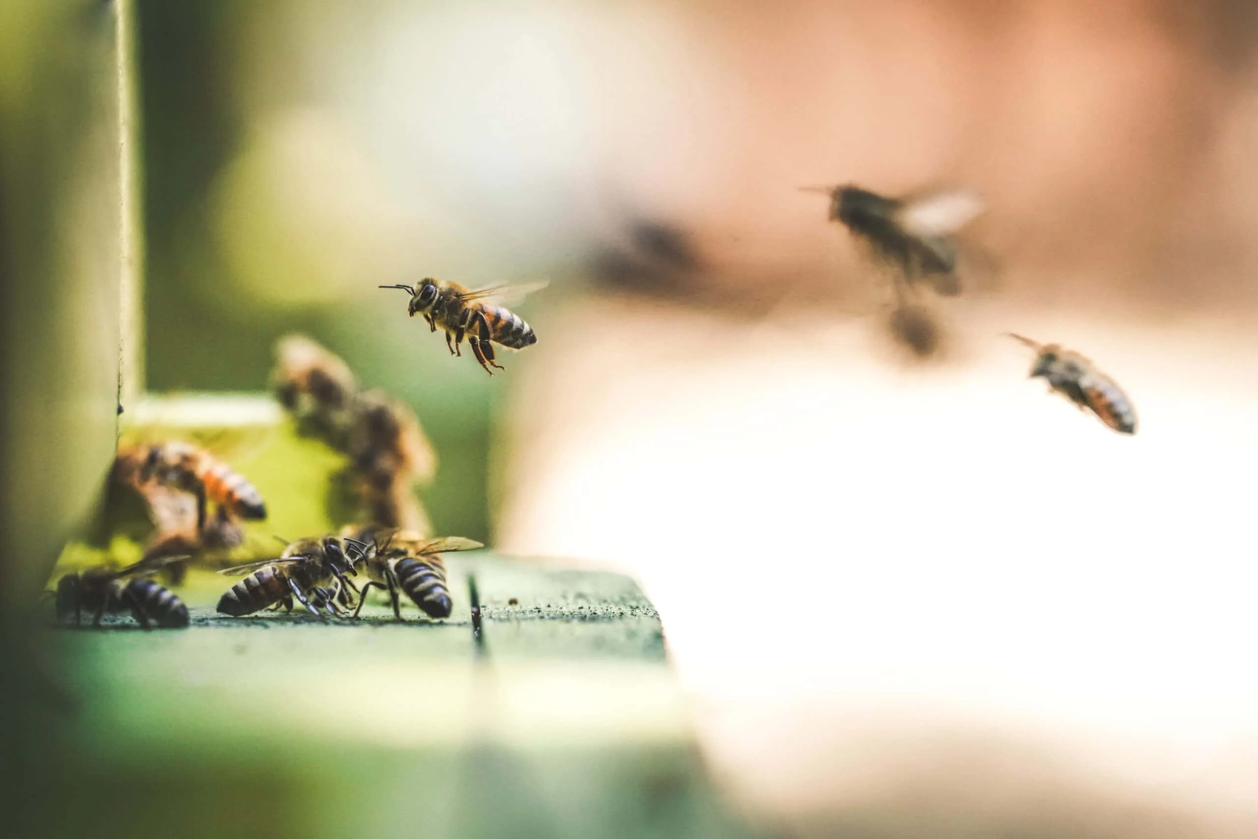 Bee Removal