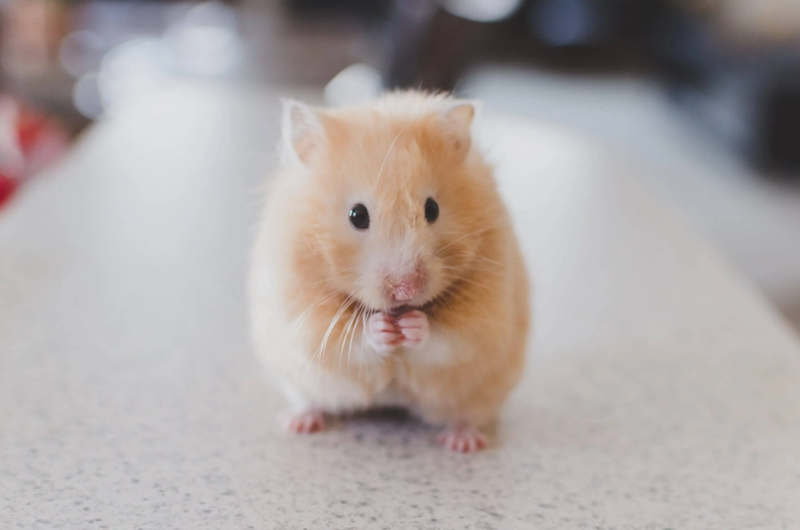 Rodents Removal Services